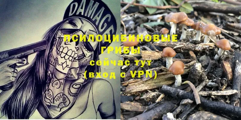 Псилоцибиновые грибы Psilocybe  Беломорск 